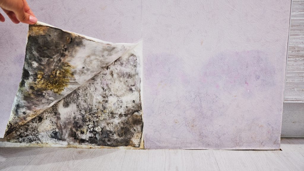 Woman lifts up sheet of drywall showing black mold underneath